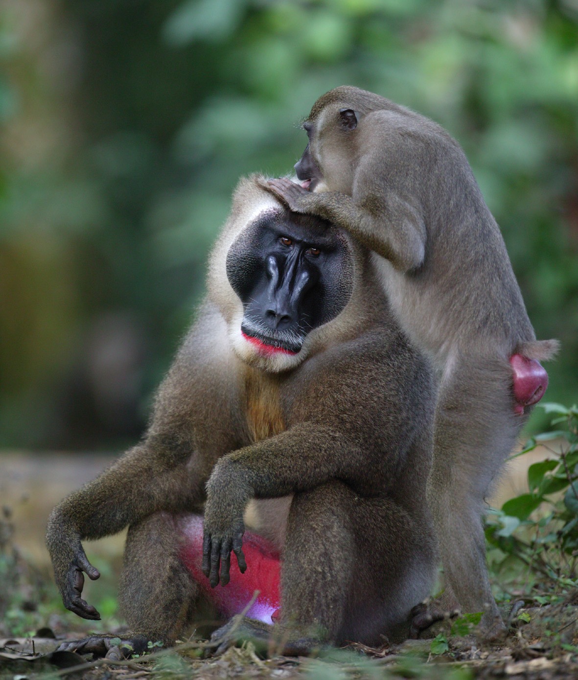 Calabar Drill Monkey Ranch